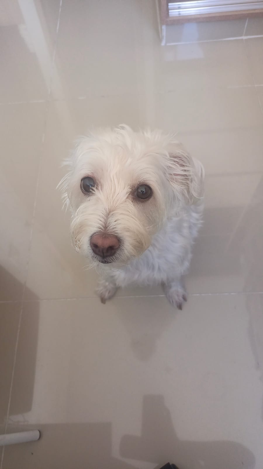 Princesa