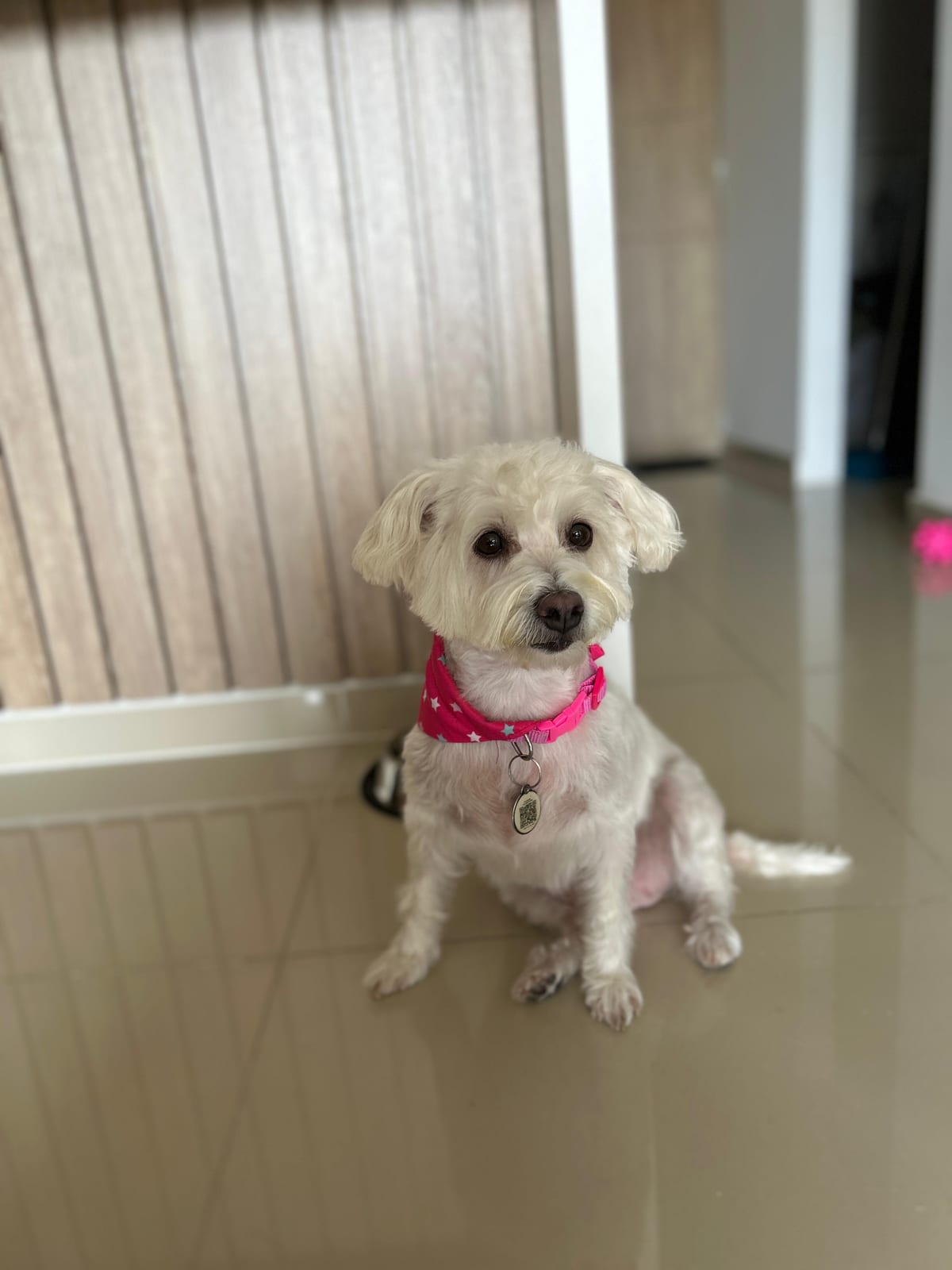 foto de la mascota